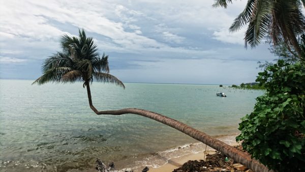 Palme-Koh-Phangan